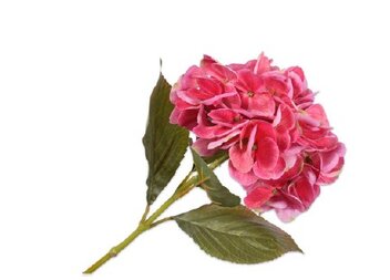 Hortensia roze