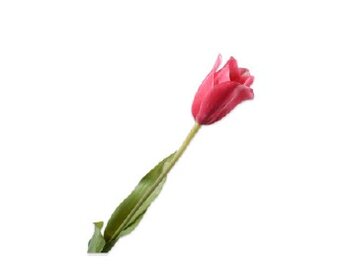 Tulp roze 72 cm
